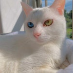 Ｎｅｋｏ에 있는 croix6+n님의 핀