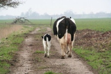 animals에 관한 10개의 최상의 Pinterest 이미지 | 애완동물, 자연 및 농장 동물 animals