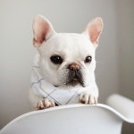 웃♥유Yewangmkz #cute #dog | Cute french bulldog, Bulldog, French bulldog