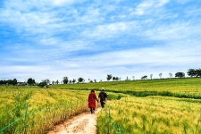 고창 청보리밭 | 그림 고창  청보리밭 | 그림