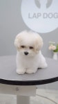 doggroomer #cutedog #랩독 #petstylist #비숑스타그램 #비숑하이바 #instadogs #홍시 #비숑첫미용 #비숑배넷미용 | 이은선 | Facebook