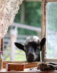 GOATS에 관한 41개의 최상의 Pinterest 이미지 | 농장 동물, 염소 및 애완동물 GOATS