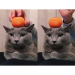 Like a cat image by Na-eun Oh on 고양이 | Soft paws, Cats