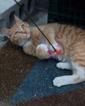 랑이. 노랑이.... in 2020 | Kittens, Caturday, Cats