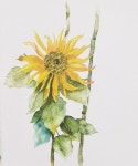 루즈페인팅~~^^ #나의인생파트너 #watercolor #해바라기 #해바라기그림 #감성수채화 #꽃수채화 #수채화 #수채화교실 #꽃그림... 
