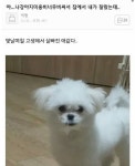 강아지 내가 미용해줬는데