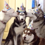 dOgGo에 관한 56개의 최상의 Pinterest 이미지 | 개와 고양이, 귀여운 개 및 Softies dOgGo