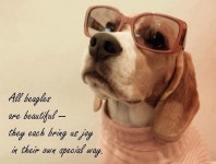 Pin by ddallong on 비글 | Beagle, Cute beagles, Beagle dog