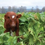 cows의 최고 인기 이미지 35개 | 농장, 농장 동물 및 농장 생존 cows