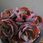 수연자연군생 4/27-2333(E. Suyon) - 다육식물(Succulents)