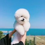 아우~너 왜케 무겁니~~😅😅 . . #하늘샷 #솜뭉치 #부끄샷 . . . #bichonàpoilfrisé#bichonsofinstagram#bichonlove…