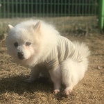 #gyaks #gps애견학교 #애견훈련소 #애견호텔 #애견유치원 #애견훈련사 #애견훈련 #dogtraining #dogtrainer #dog #dogstagram..... 