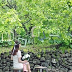 [제주] 노리매공원+헬로키티 - 2020 | 헬로키티