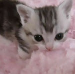 Pin by ㅤ on 고양이는정말귀여워•• | Cats, Cat day, Cute cats