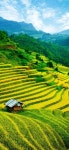 Vietnam // Do You Bamboo에 관한 19개의 최상의 Pinterest 이미지 Vietnam // Do You Bamboo