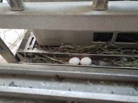 RT @MA_candle: ㅅㅂ 매년 우리집와서 알낳고 가는 비둘기 또왔어 https://t.co/cecanhg9ue - 상태이상: 개강과 실습 } 🔪남우... 