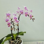 향기호접란 스프링댄서쌍대 - 공기정화식물(air purifying plants)