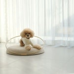 반려동물 하우스 디자인 | Animals for kids, Pets, Sweet home