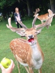 사과 마시쩡 - betman | Cute animals, Funny animal pictures, Funny animals