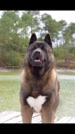 Akita에 관한 17개의 최상의 Pinterest 이미지 Akita