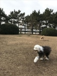 My pets~에 있는 Mihyun님의 핀