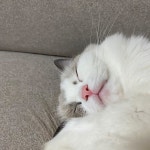 잘 때도 이쁘디? | Pets, Animals, Cats