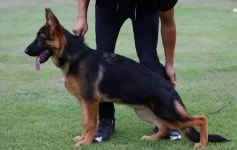 샤샤 8월24일  #저먼셰퍼드 #저먼세퍼트 #대형견 #셰퍼드 #세퍼트 #germanshepherd #showdog #gsdpuppy #koreashowdog #puppy... 