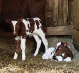 Cows에 관한 133개의 최상의 Pinterest 이미지 | 농장 동물, 시골 생활 및 농장 Cows