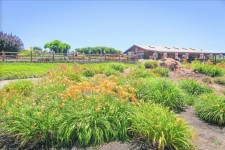 Get Lost In Daylilies At Amador Flower Farm In Northern California | Day lilies, Flower farm, Gorgeous gardens