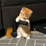 동글동글이ᰔᩚ on Twitter | Pet store, Pets cats, Cats