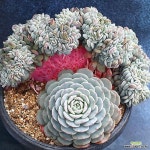 대품 라피네철화 1(E. Lapine) - 다육철화(Crest)