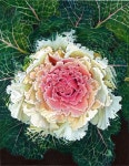 색연필 1 (colored pencil)에 있는 BongAe Song님의 핀 | 색연필