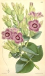 v.102 [ser.3:v.32] (1876) - Curtiss botanical magazine. - Biodiversity Heritage Library(이미지 포함)