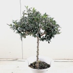 올리브나무 대품(Olea europaea) - 공기정화식물(air purifying plants) (단품)올리브나... plants) | 올리브나무, 관엽 식물, 식물