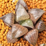 핑크수정 105-6625(Haworthia obtusa suishiyou) - 하월시아(Haworthia) 핑크수정 ***-****(Haworthia obtusa suishiyou) - 하월시아... 