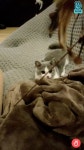 210302 Taemin Vlive with kkong Taemin’s kitten - 2021 | 태민, 샤이니