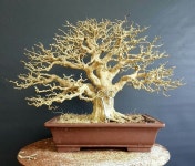 Pin oleh 나 나 di 분재 | Pohon