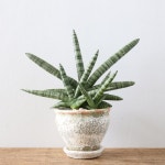 サンスベリア・ボンセレンシス / Sansevieria boncellensis | 조경
