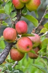Pin by 김혜경 on 사과 나무 | Exotic fruit, Fruit, Fruit garden