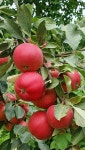 Pin page 정임 김 adlı kullanıcının 과일 나무 panosundaki Pin | Meyve, Elmalar