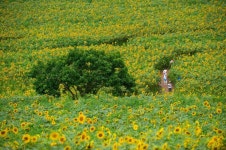 Pin page 바람 따라 노란 해바라기 물결이 일렁이는 전북 고창 학원농장 | Korea tourism, Natural landmarks, Natural heritage