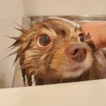 그레이스펫그루밍스튜디오 신경희 on Instagram: “꽉 물지도 몰라~ #꼬삔이생각” 그레이스펫그루밍스튜디오 신경희: 꽉 물지도 몰라... 