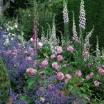 David Austin Roses Gertrude Jekyll with digitalis - 2020 | 앞뜰, 정원