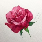 - 행복한 주마라~ - #장미 #그리기 #그림 #꽃그림 #수채화 #감성수채화 #수채일러스트 #수채화일러스트 #물맛 #힐링... 