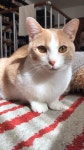 Cats에 있는 Annelore Kingsepp님의 핀 - 2023