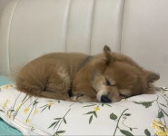 뚱 베개야침대야 - 2021 | 강아지