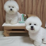 Instagram의 뽀순🤍뽀대 뽀뽀네👩👧👦님: “뽀순🤍뽀대 뽀뽀네 지금 뽀뽀네공구에서 두카메디 셀케어미스트 공구중💚 몸에는... 