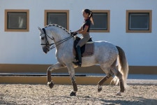 Horses에 관한 2007개의 최상의 Pinterest 이미지 | 말, 수채화 및 아름다운 말 Horses