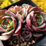 핑크플로라 군생 6-6501(E. Derenceana(lola)) - 다육식물(Succulent)