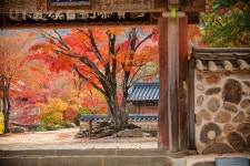 순천 여행 순천, fotolatte, 사진, 전라남도, 전남, 남도, 순천, 순천시, 송광사, 사찰, 역사, 불교, 낙엽, 단풍, 돌담, 나무, 사진, 여행 - 2023... 
